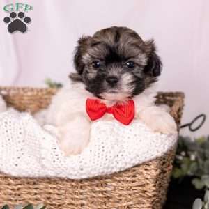 Mickey, Teddy Bear Puppy